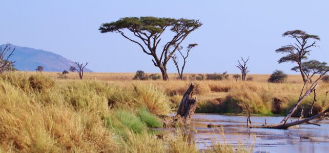 Quelle est la meilleure période pour faire un safari ?